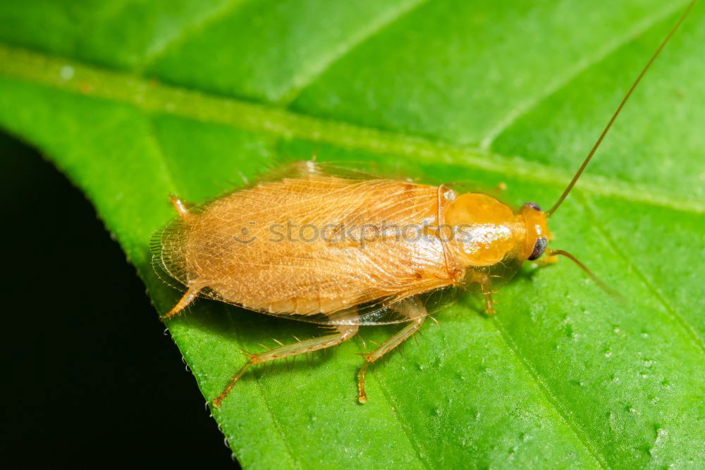 Image, Stock Photo Green on green : Green stink bug (Palomena prasina)