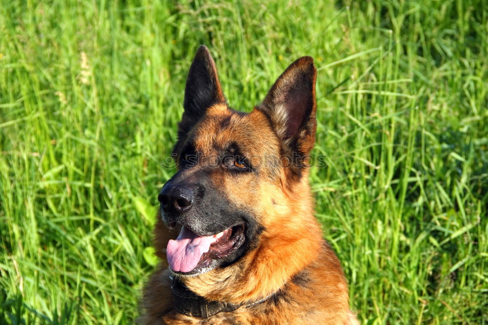 Similar – Belgian Shepherd Malinois