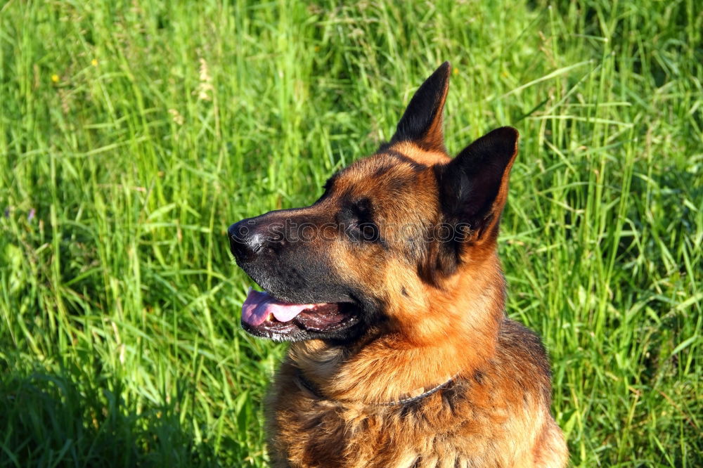 Similar – Belgian Shepherd Malinois