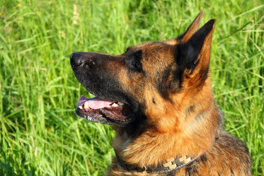 Similar – Belgian Shepherd Malinois