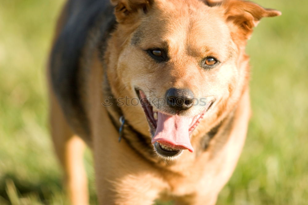 Similar – Image, Stock Photo puppy in long grass Animal