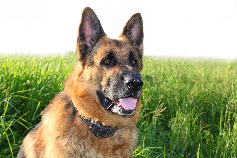 Similar – Belgian Shepherd Malinois