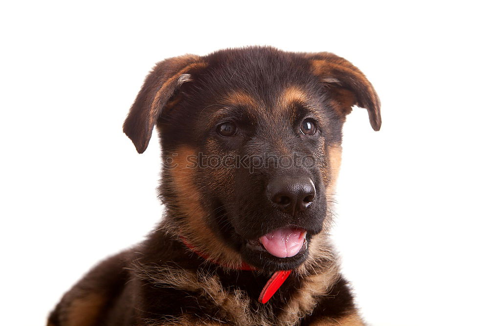 Similar – Image, Stock Photo Innocent Pet Dog Puppy 1