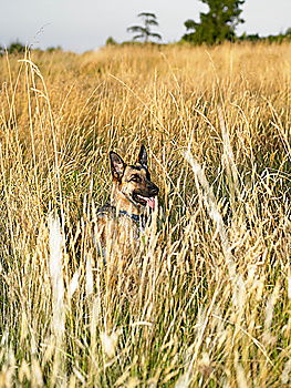 Similar – Image, Stock Photo playful pt.1 Dog Animal