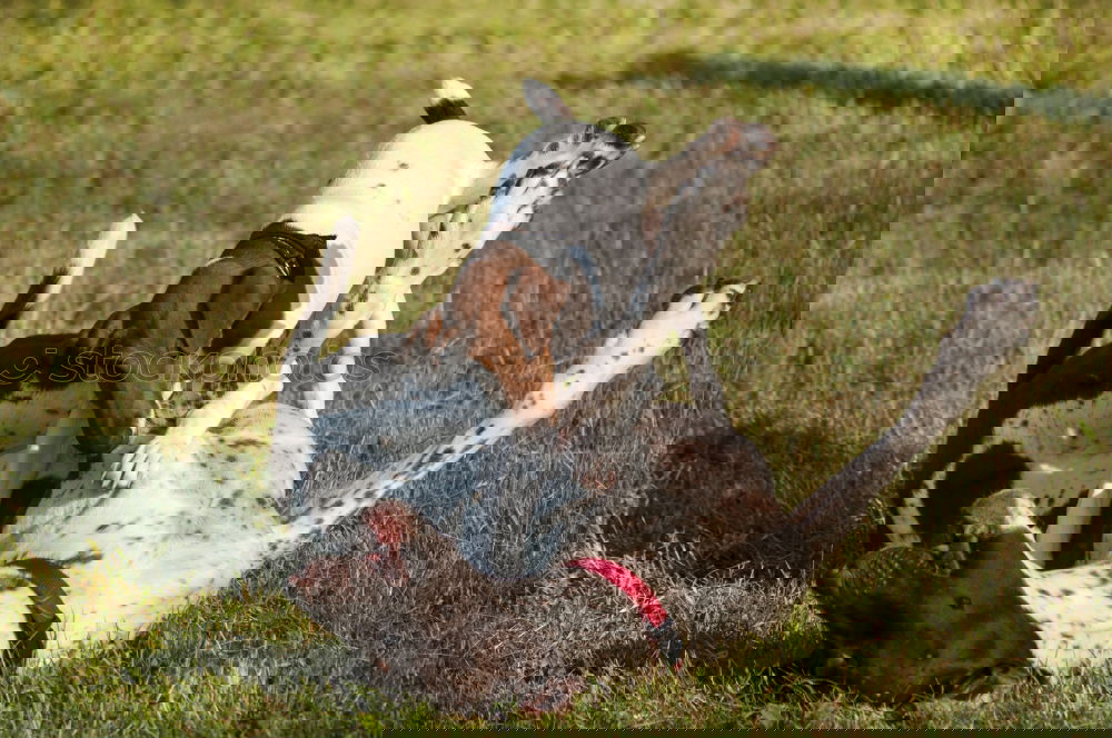 Similar – Image, Stock Photo grasshopper Environment