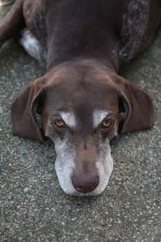 Similar – Meggloff Dog Beagle