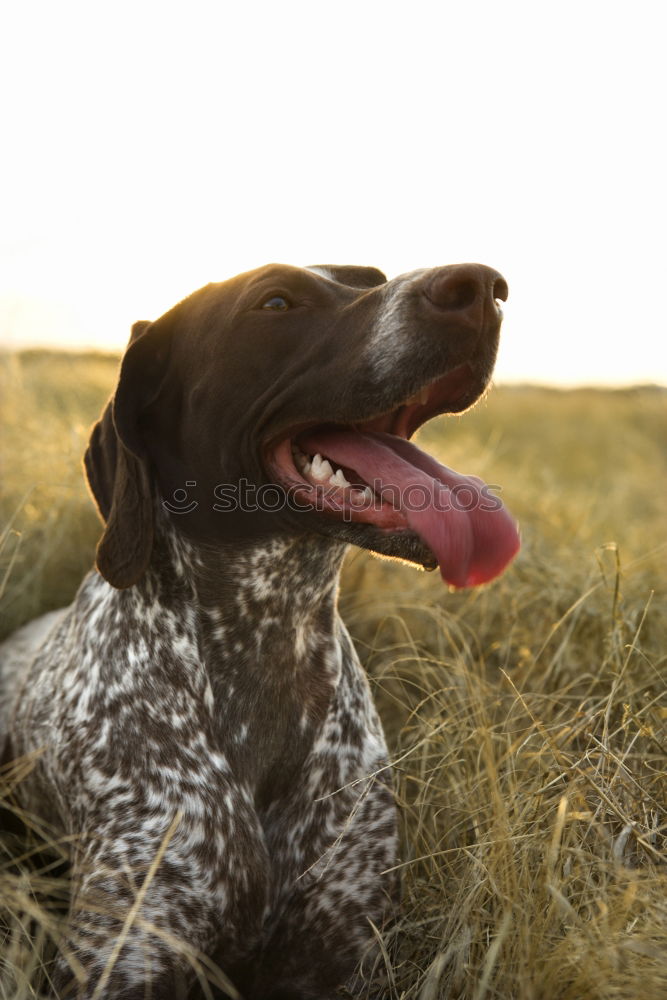 Similar – Funny dog sitting on beach