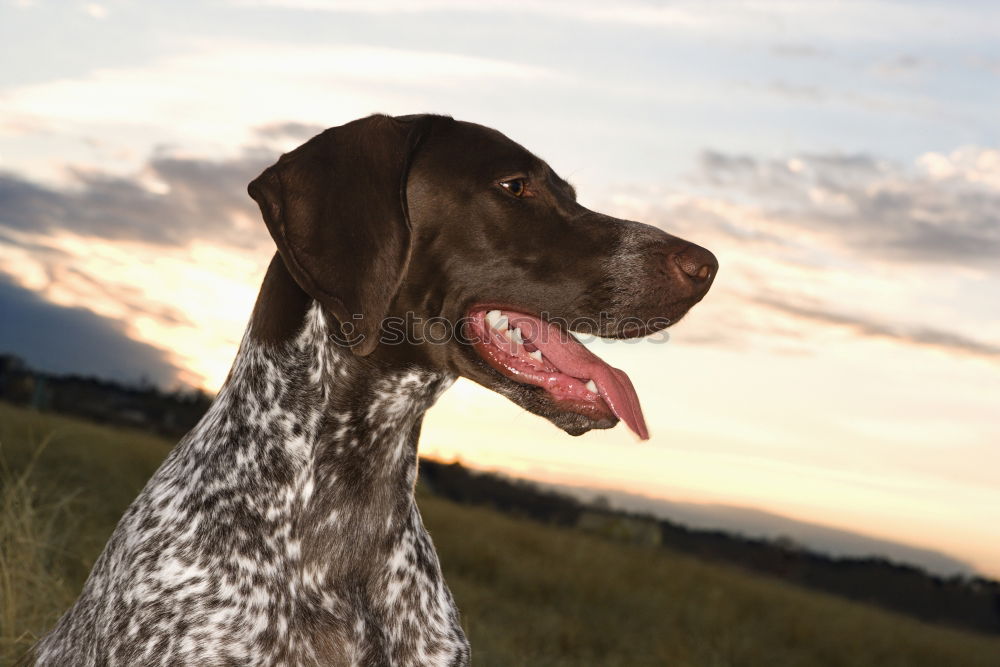 Similar – Image, Stock Photo summer sun Hound Dog