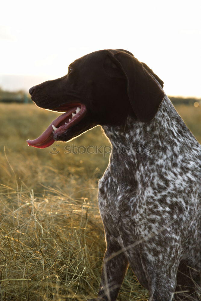 Similar – Funny dog sitting on beach