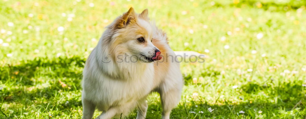 Similar – Image, Stock Photo Welsh Corgi on the grass lookin’ up