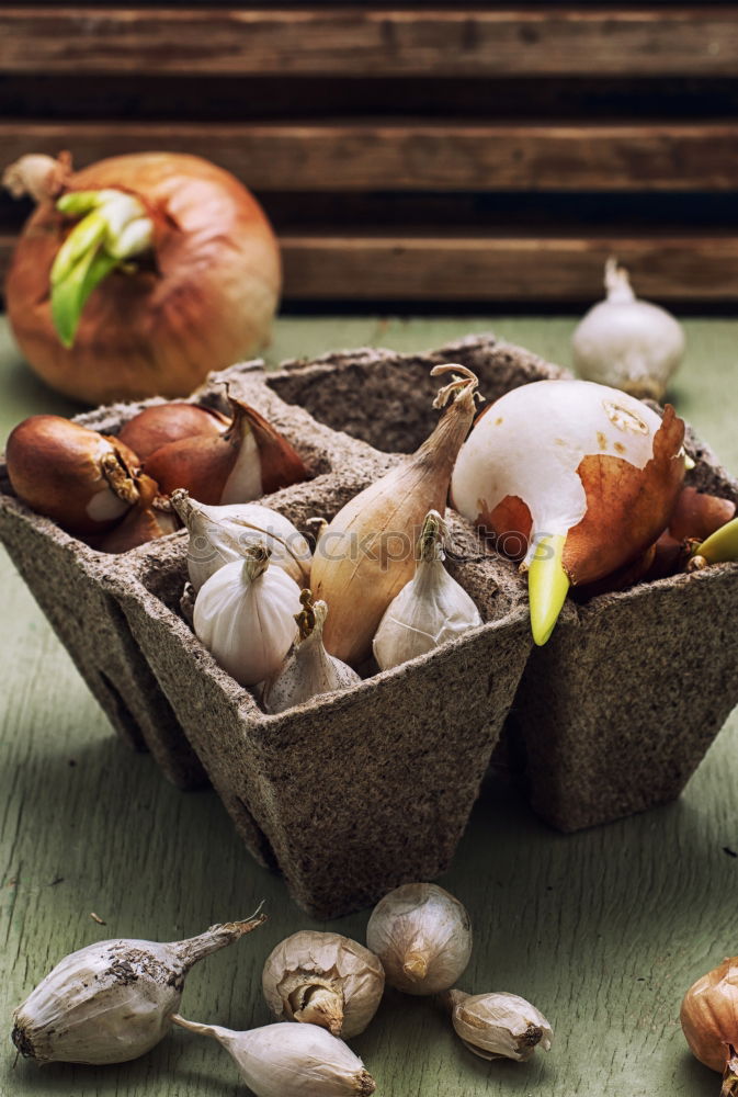 Similar – Image, Stock Photo jeschnibbelte mushrooms III