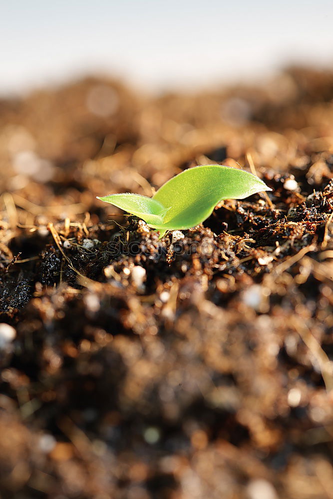 Similar – Image, Stock Photo Udanks uprooted Hand