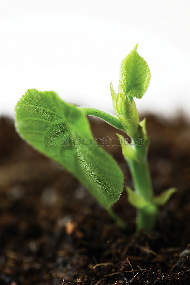 urban gardening Food