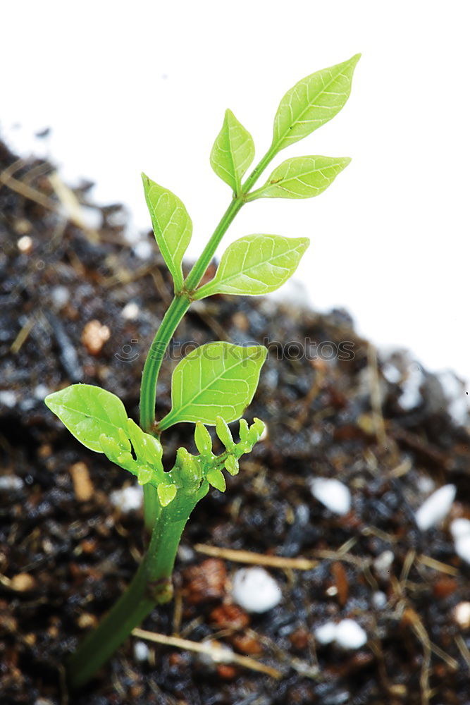 Similar – Image, Stock Photo subculture Plant Moss Leaf