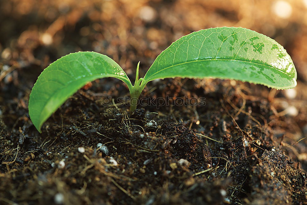 Similar – Image, Stock Photo strive Plant Leaf Ivy