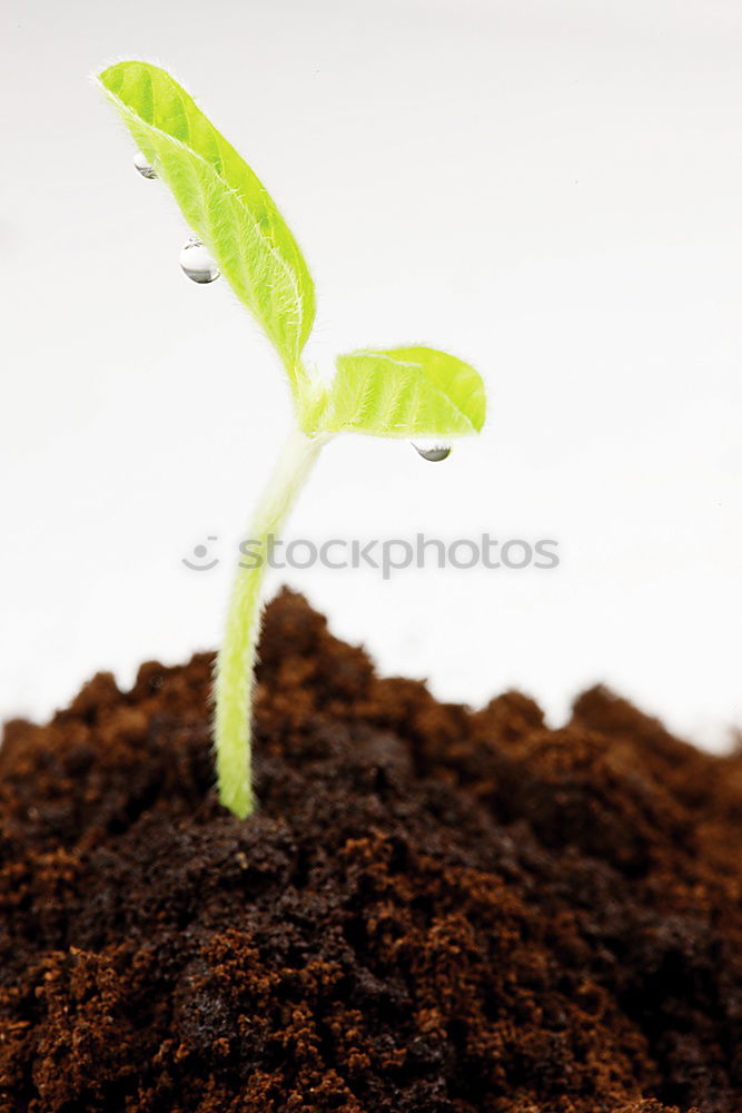 Similar – young plant with soil in one hand