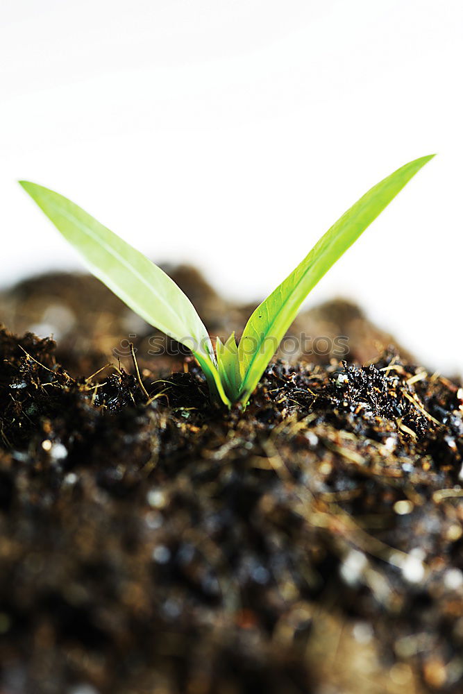 Similar – young plant with soil in one hand