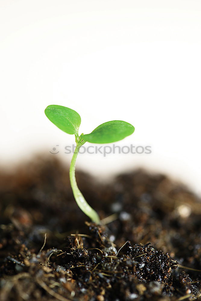 Similar – young plant with soil in one hand