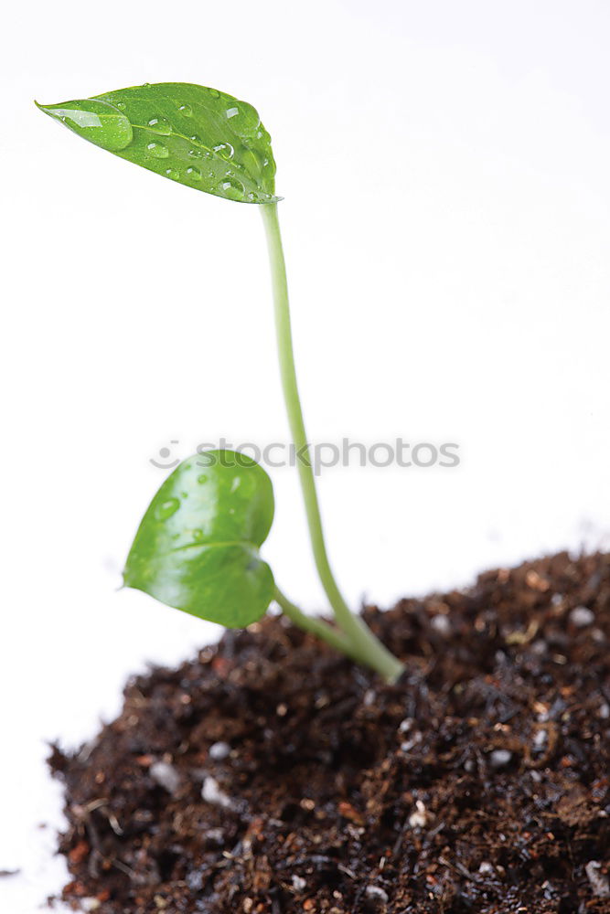 young plant with soil in one hand