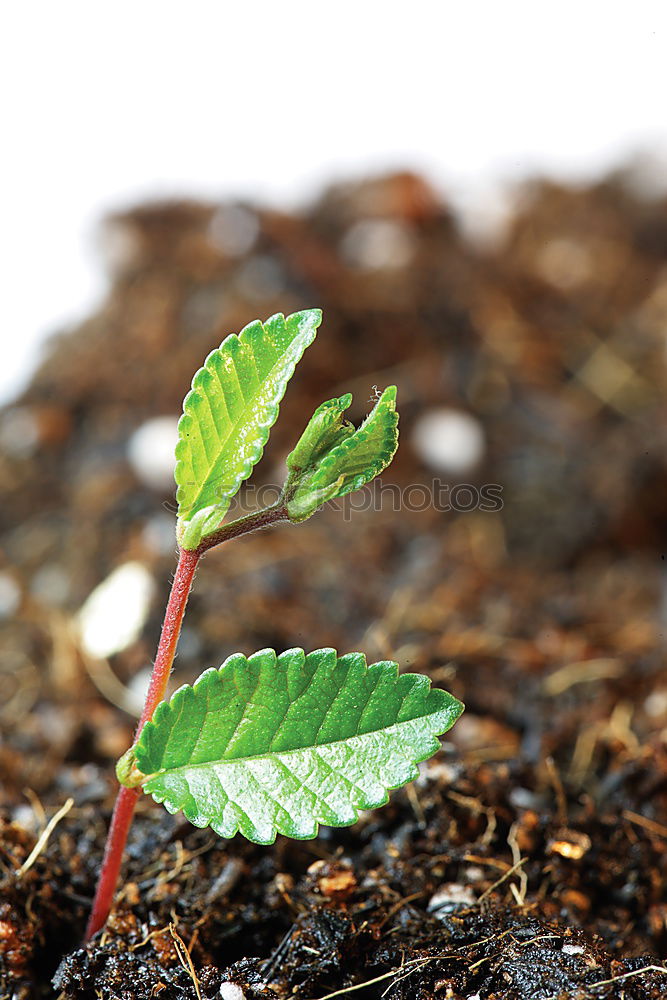 Similar – Image, Stock Photo subculture Plant Moss Leaf