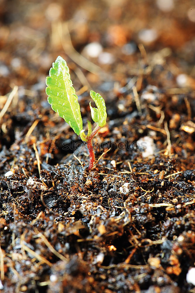 Similar – Image, Stock Photo peppermint Plant Leaf