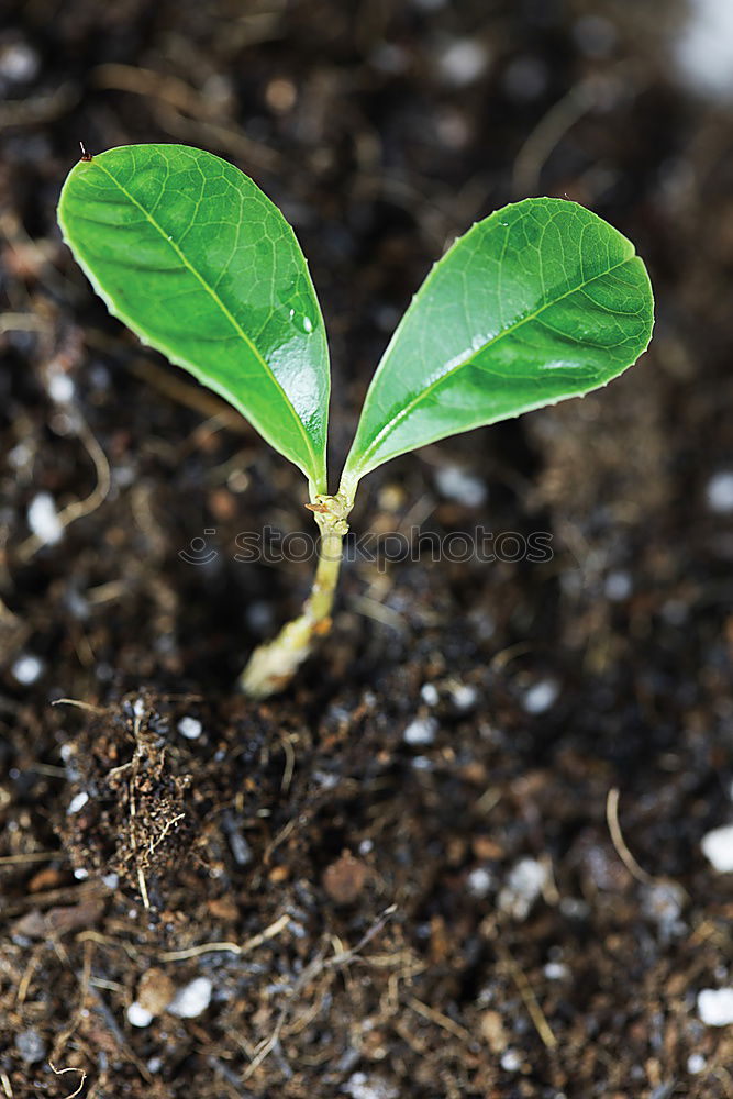 Similar – Image, Stock Photo strive Plant Leaf Ivy