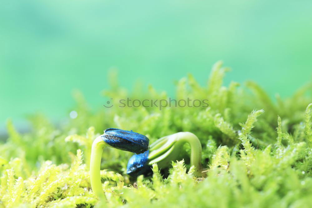 Similar – Image, Stock Photo forest dung beetle Nature