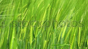 Similar – Image, Stock Photo it greenens… Green Grass