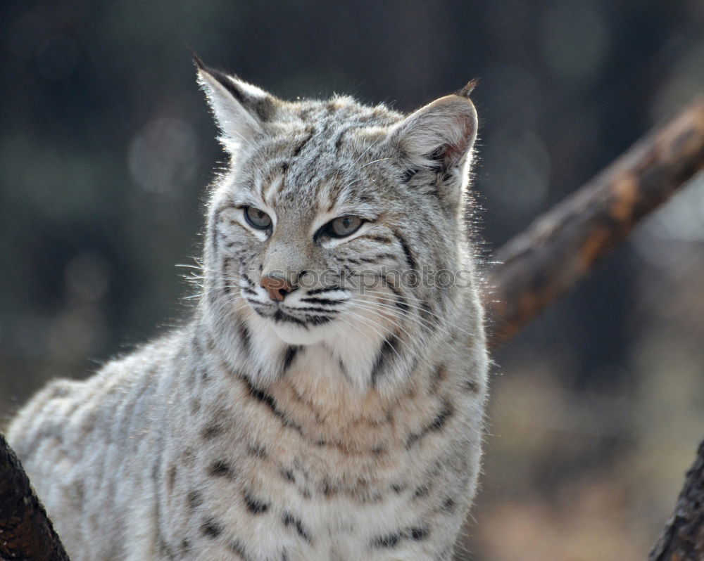 The Lynx I Style Nature