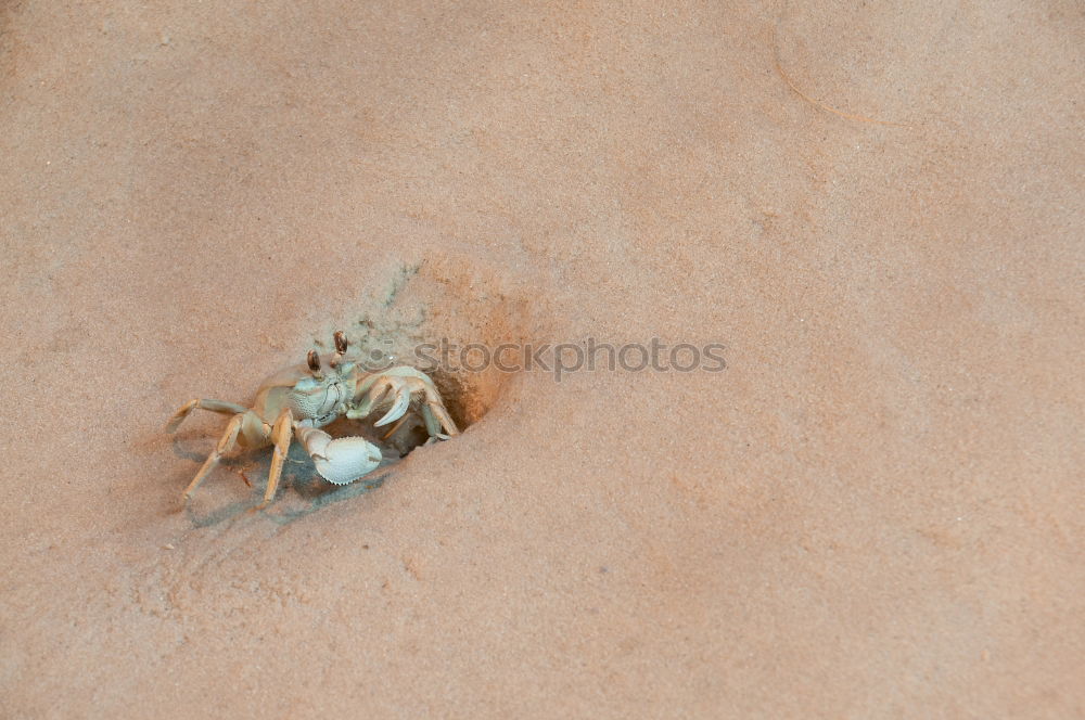 Similar – Image, Stock Photo On the journey Ant Hiking