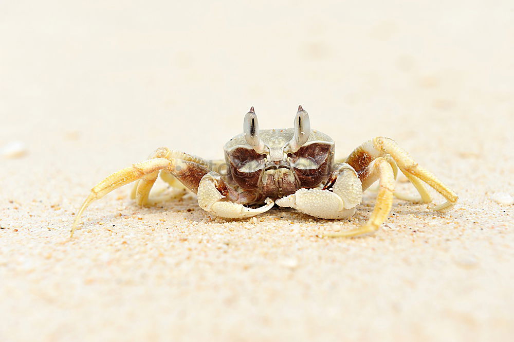 Similar – Image, Stock Photo running around the beach