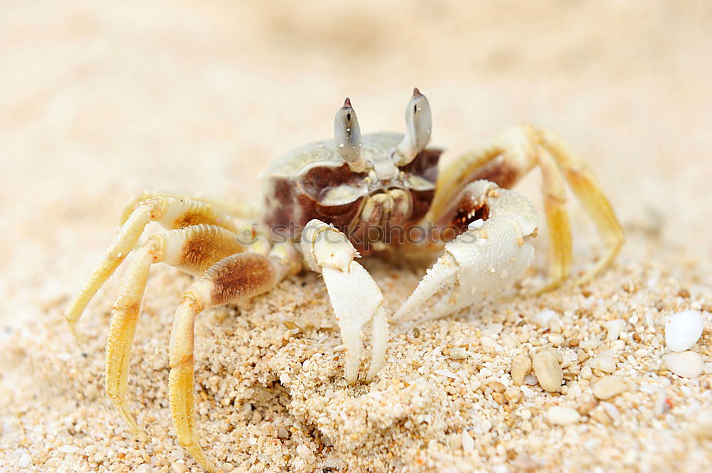 Similar – Image, Stock Photo Hermit crab in the sand