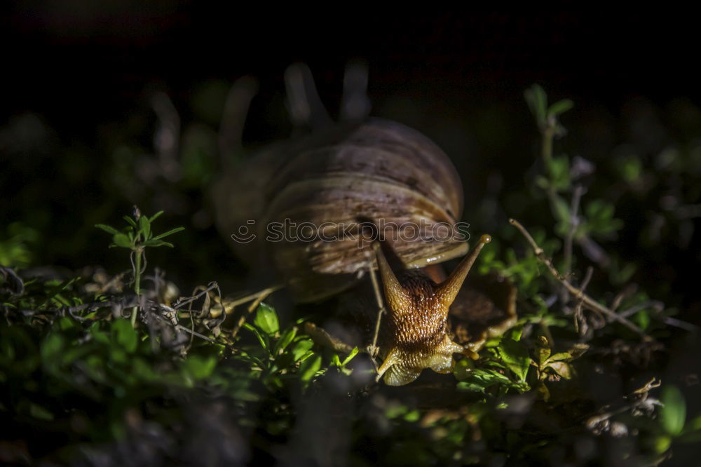 Similar – Image, Stock Photo mushrooms Nature Autumn