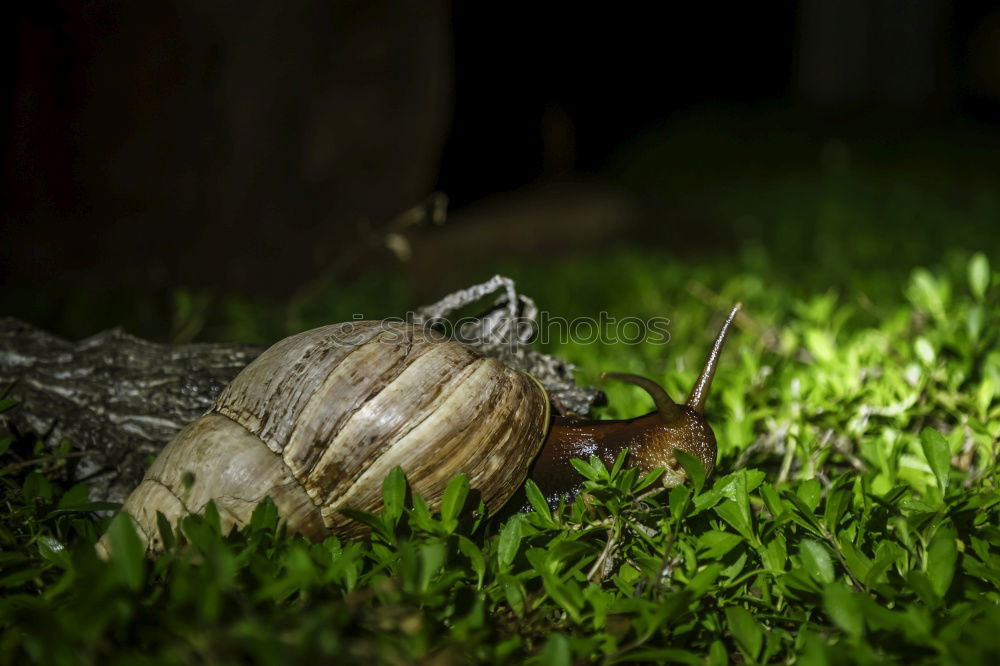 Similar – Image, Stock Photo New tenant wanted Snail