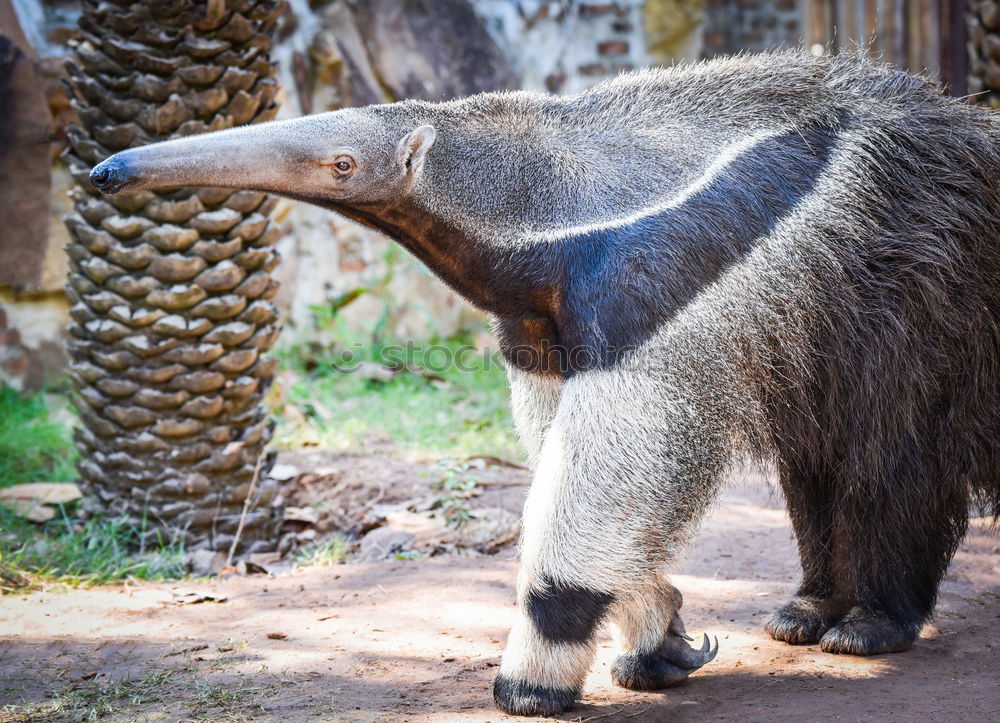 anteater Ant-eater Animal