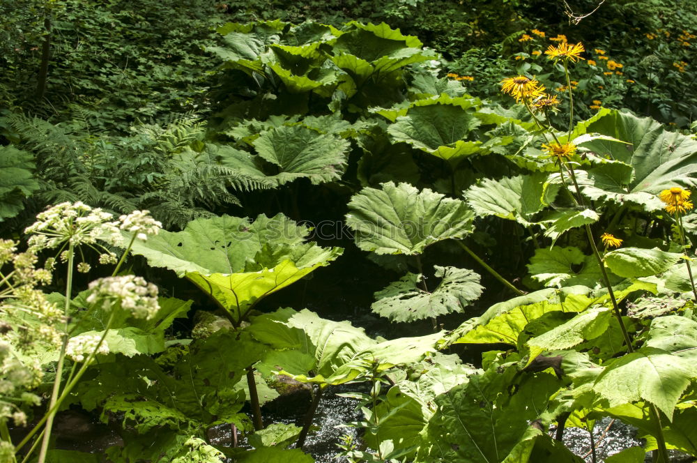 Similar – Image, Stock Photo raised bed fresh green rhubarb