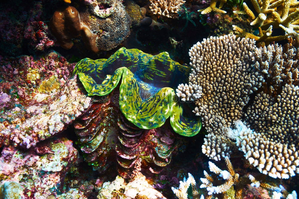 Similar – see the sea Coral Dive