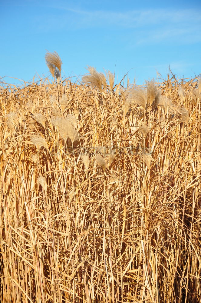 Similar – wheat field in summer