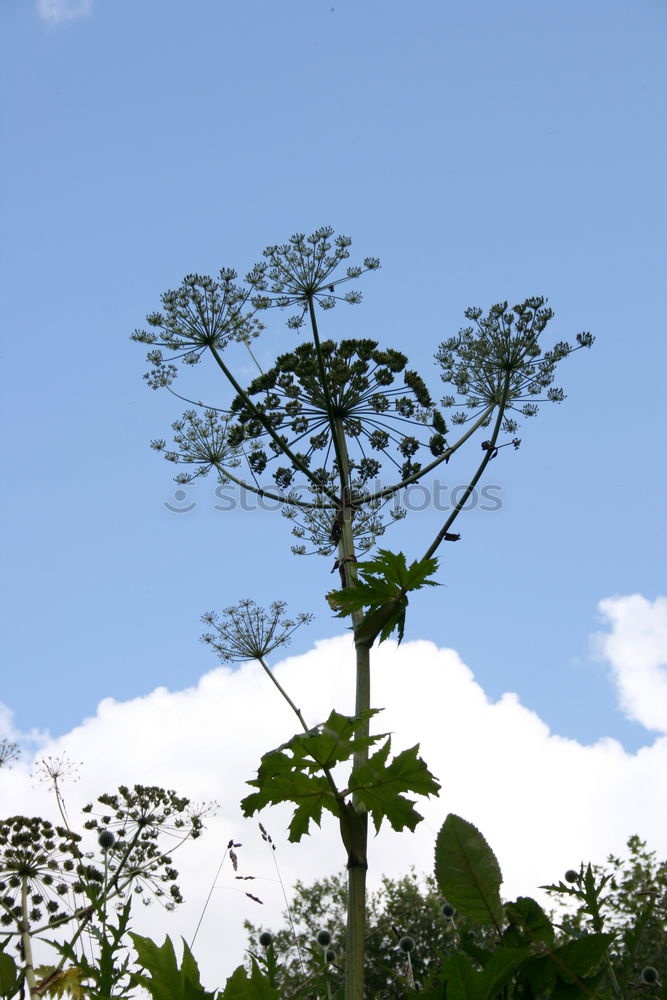 Similar – Hands of time Sonnenblume