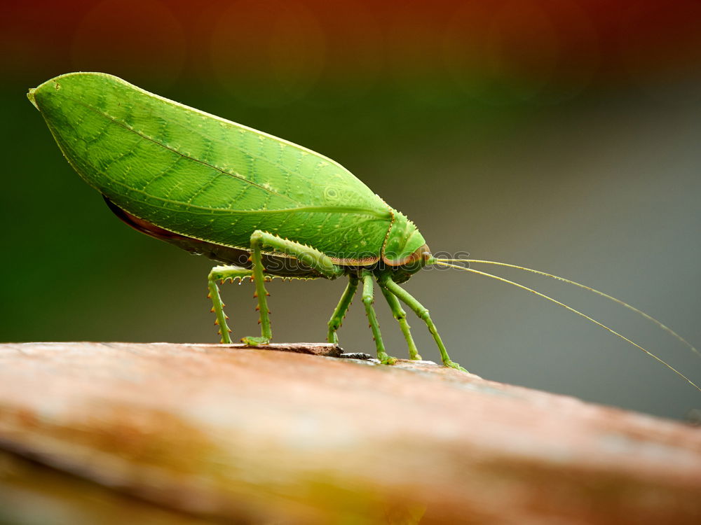 Similar – Image, Stock Photo Green hay 01 (Tettigonia viridissima)