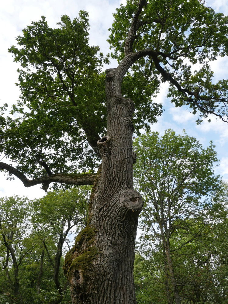 Similar – kletterbaum Baum Baumrinde