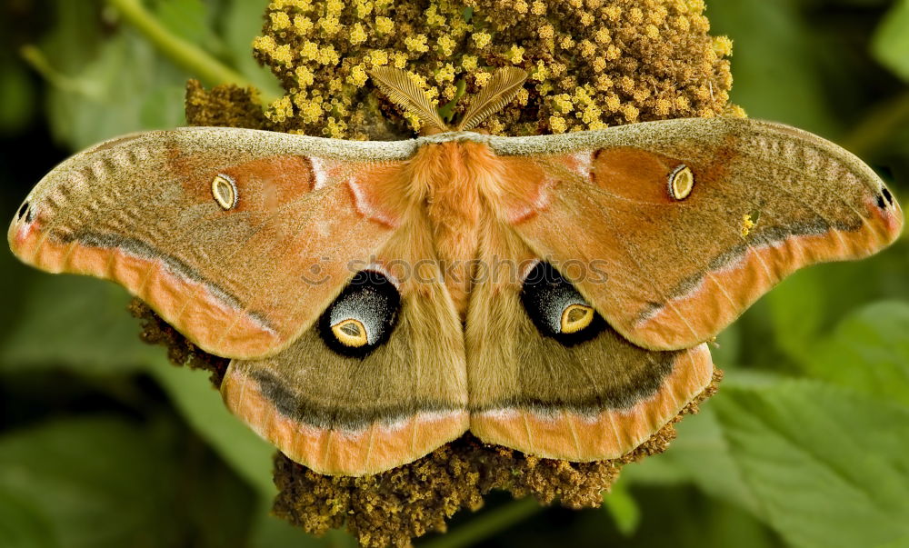 Similar – Image, Stock Photo Stinging hornet buttocks ( Vespa crabro )_02