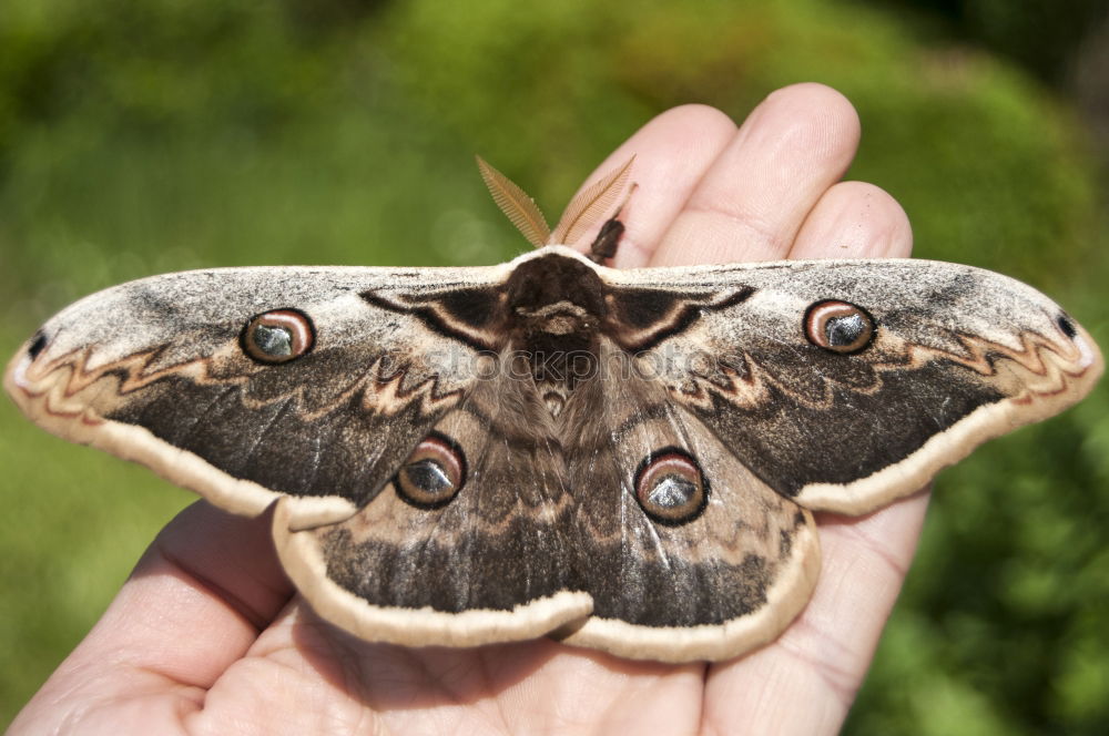 Similar – Common Buckeye Junonia Coenia