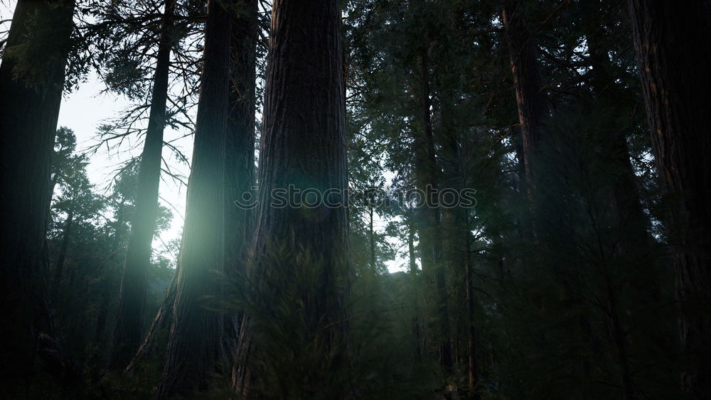 Similar – Licht in Sicht Wald Baum