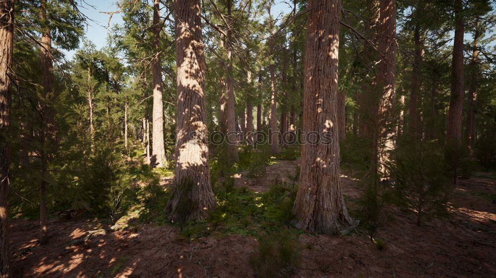 Similar – forest bench Well-being