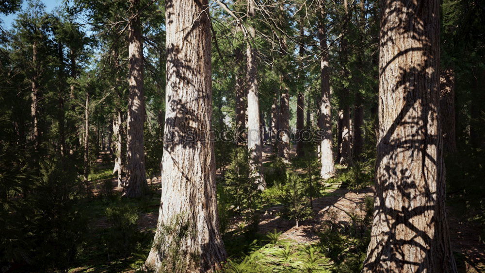 forest bench Well-being