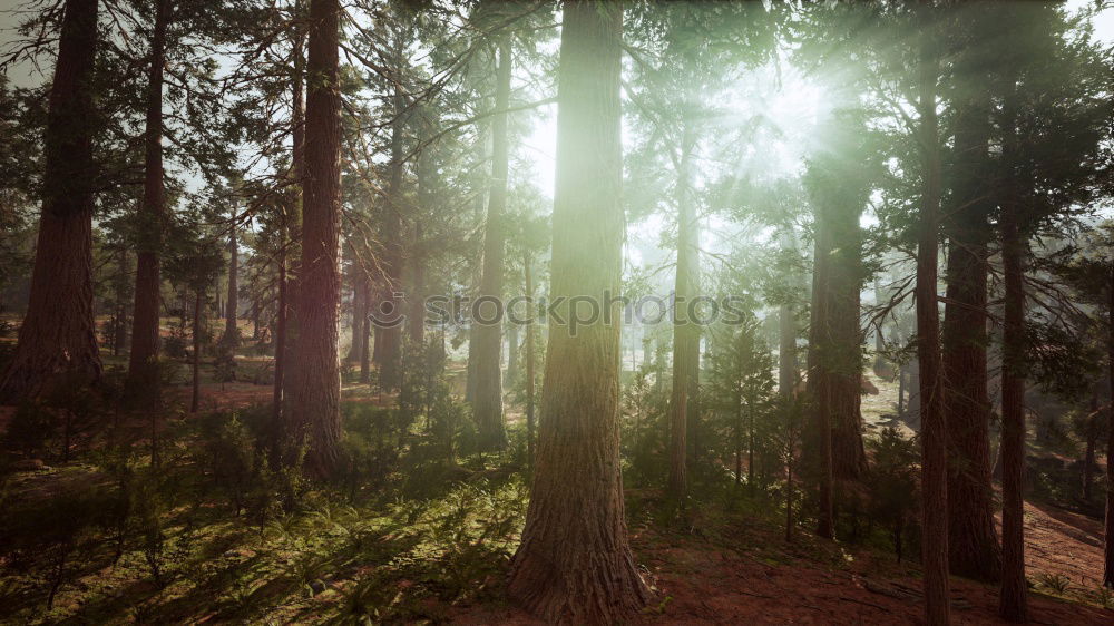 Image, Stock Photo Morning sun shines through the trees