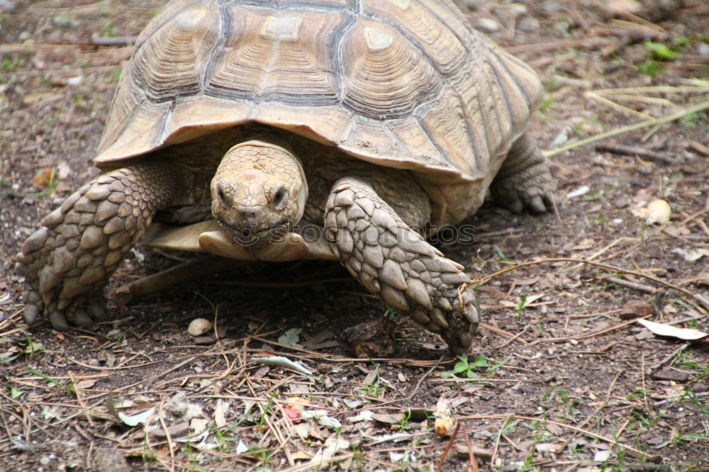 Similar – Schildkröte groß