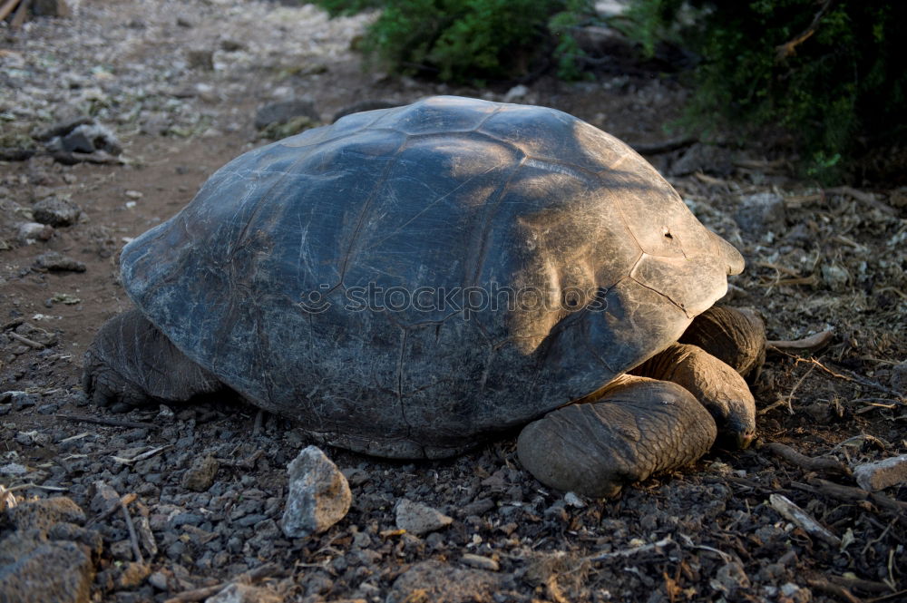 Similar – turtle. Transport