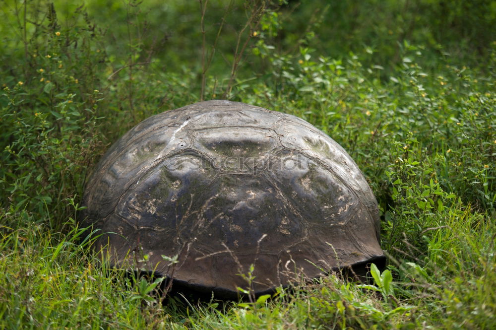 turtle. Transport